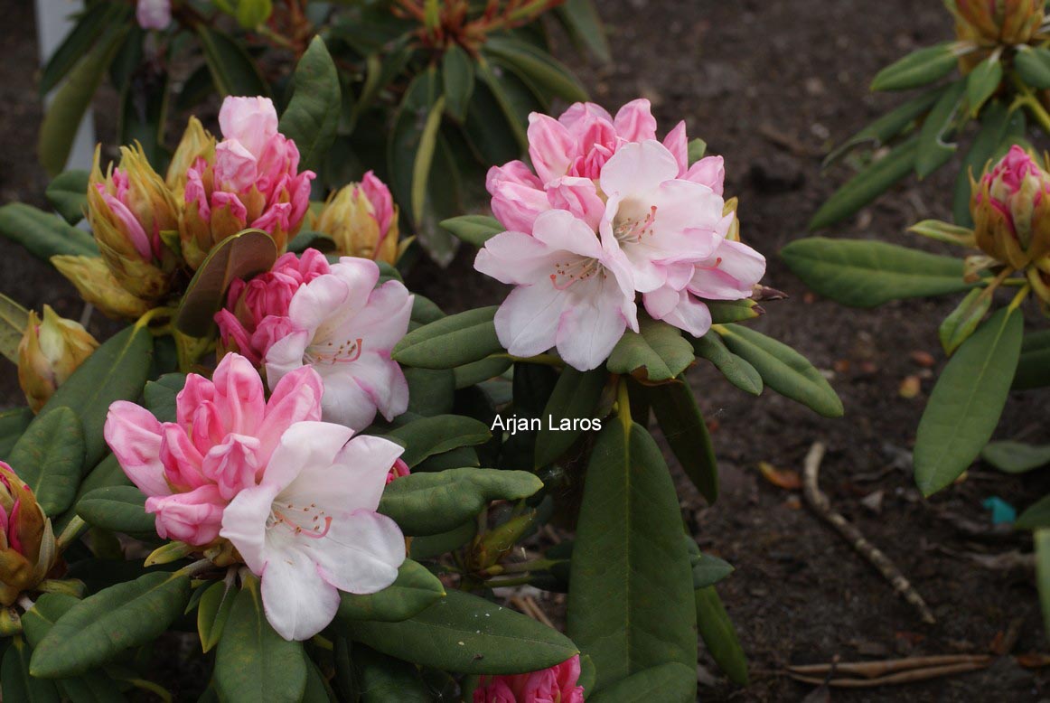 Rhododendron 'Straver's Glory'