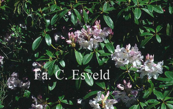 Rhododendron 'Susan'