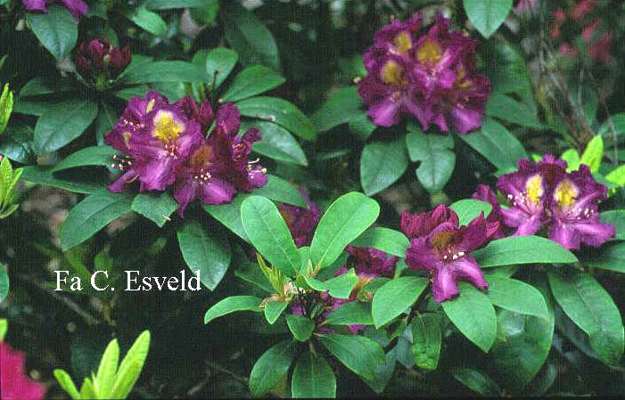 Rhododendron 'Tamarindos'