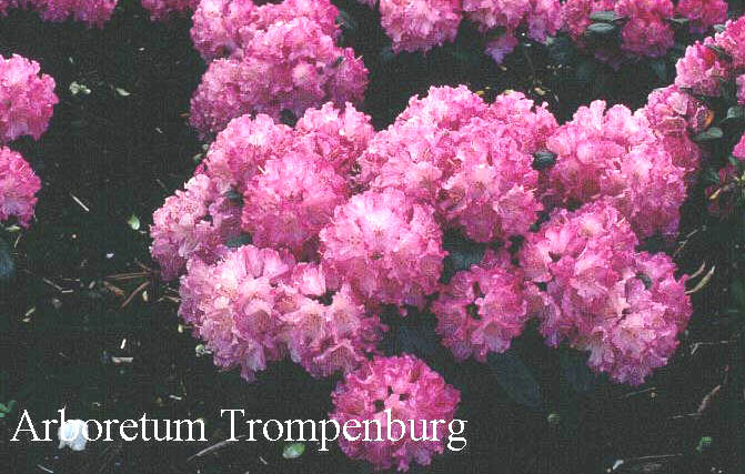 Rhododendron 'Tatjana'