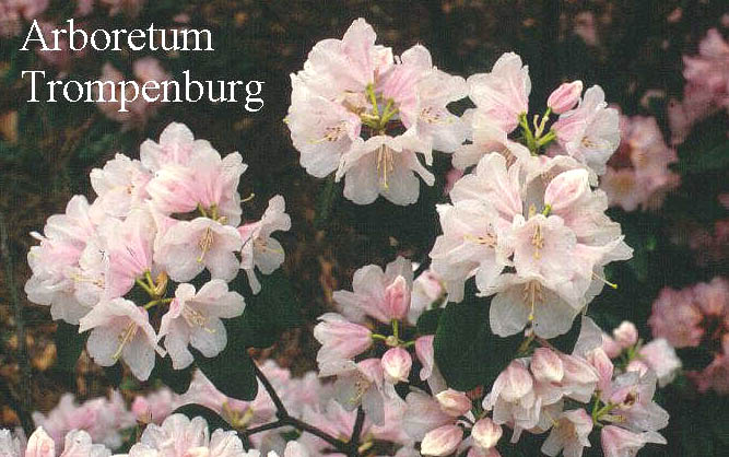 Rhododendron 'Tibet'