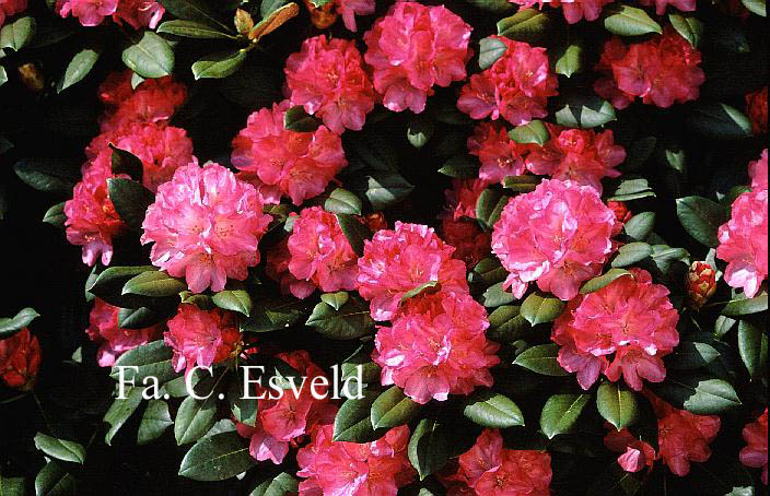 Rhododendron 'Tina Heinje'