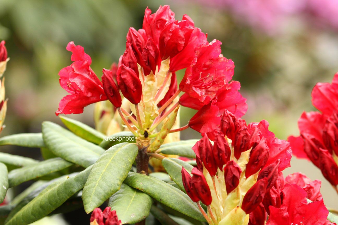 Rhododendron 'Torero'