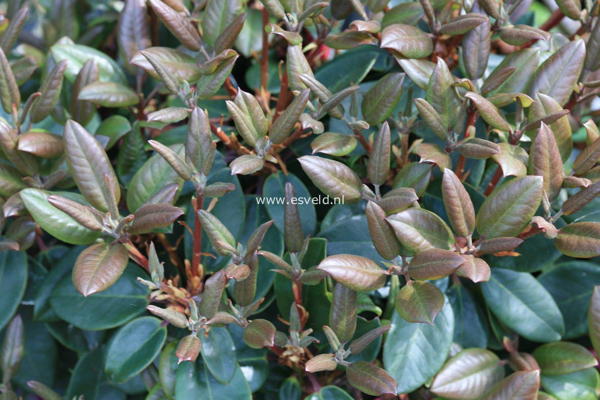 Rhododendron 'Tromba'