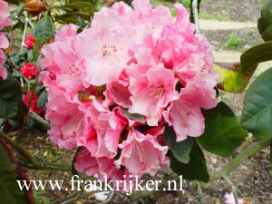 Rhododendron 'Trude Webster'