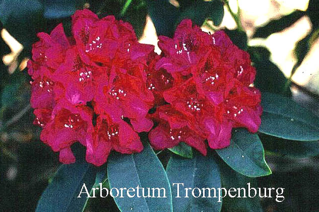 Rhododendron 'Van Weerden Poelman'
