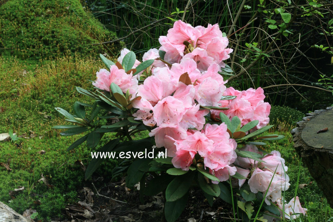 Rhododendron 'Vintage Rose'