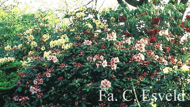 Rhododendron 'Virginia Richards'