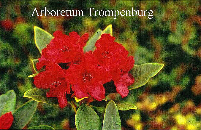 Rhododendron 'Whitney's Dwarf Red'
