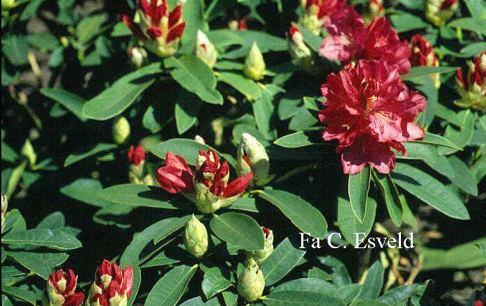 Rhododendron 'Wilgens Ruby'