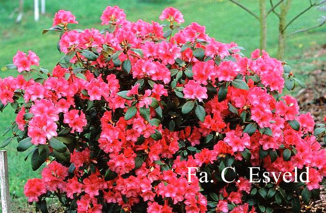 Rhododendron 'Wilgens Surprise'