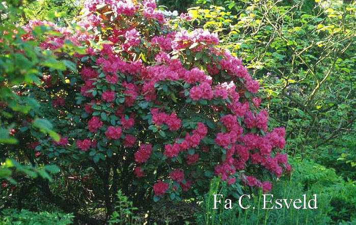 Rhododendron 'Willbrit'