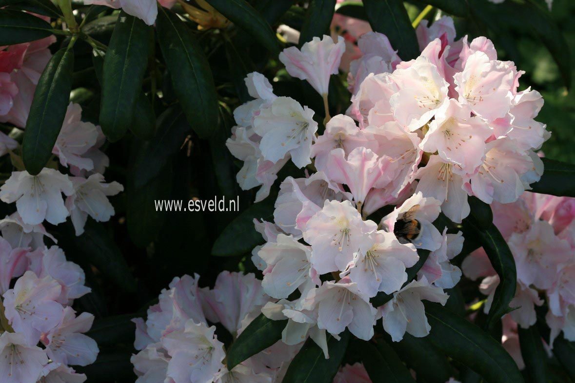 Rhododendron 'Yaku Queen'