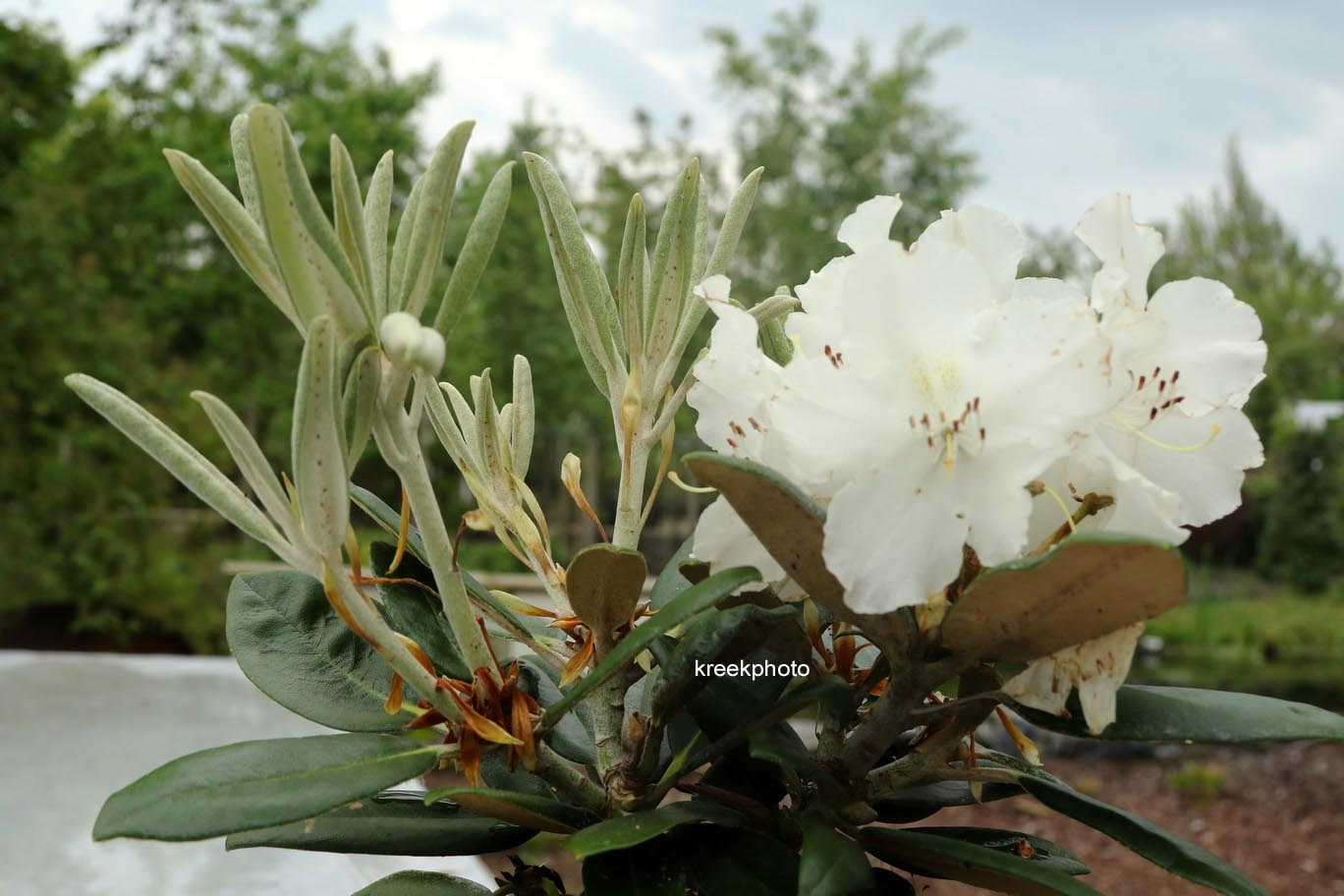 Rhododendron 'Yakusmir' (yakushimanum x smirnowii)