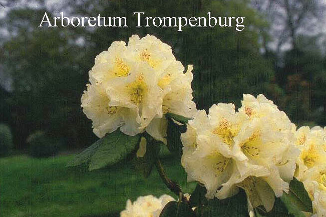 Rhododendron 'Zuiderzee'