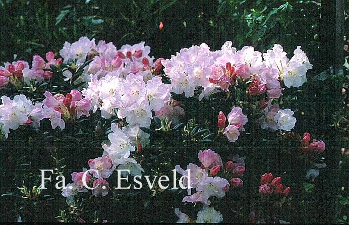Rhododendron aberconwayi x yakushimanum