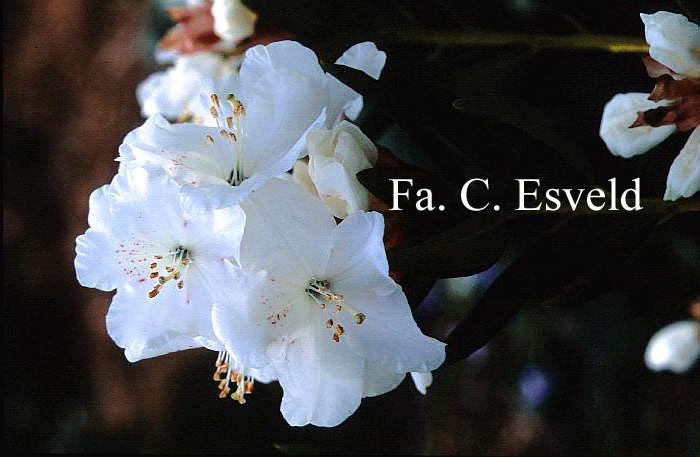 Rhododendron aberconwayi