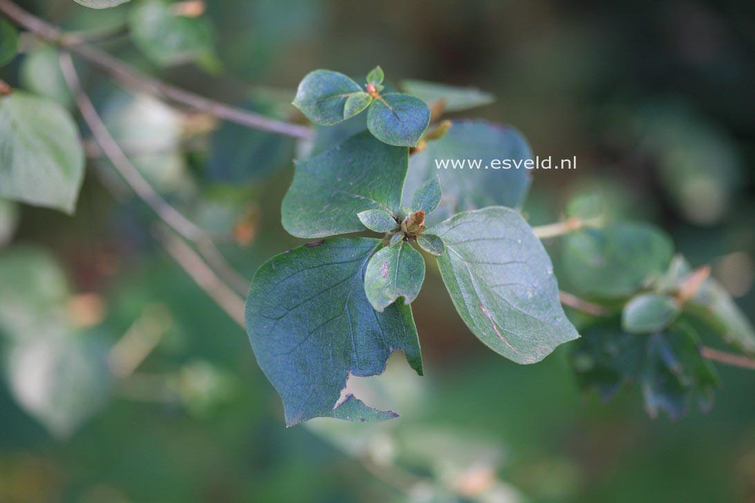 Rhododendron amagianum