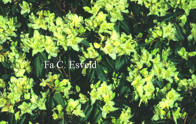 Rhododendron ambiguum