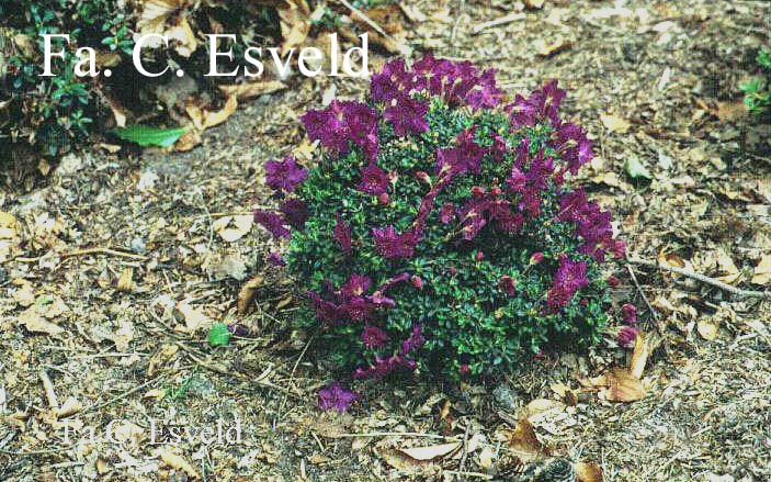 Rhododendron calostrotum keleticum radicans