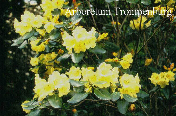 Rhododendron campylocarpum