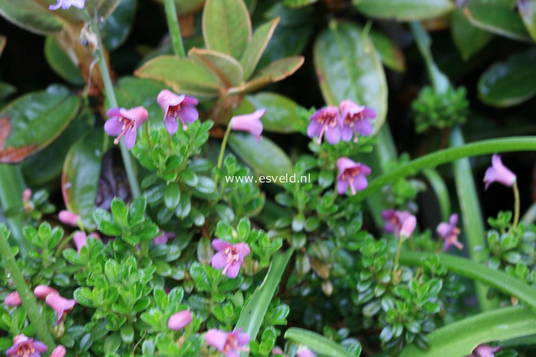 Rhododendron campylogynum