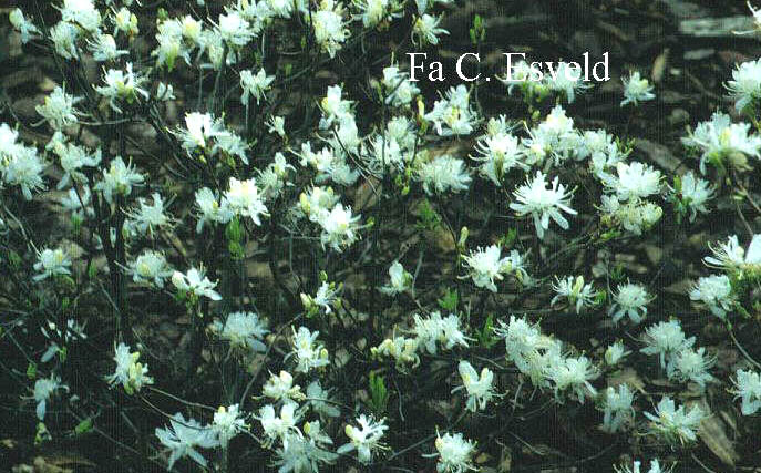 Rhododendron canadense 'Album'