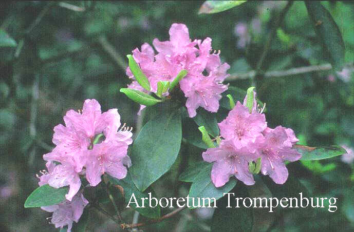 Rhododendron carolinianum