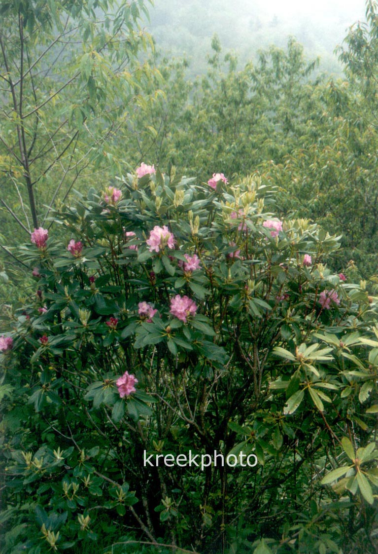Rhododendron catawbiense