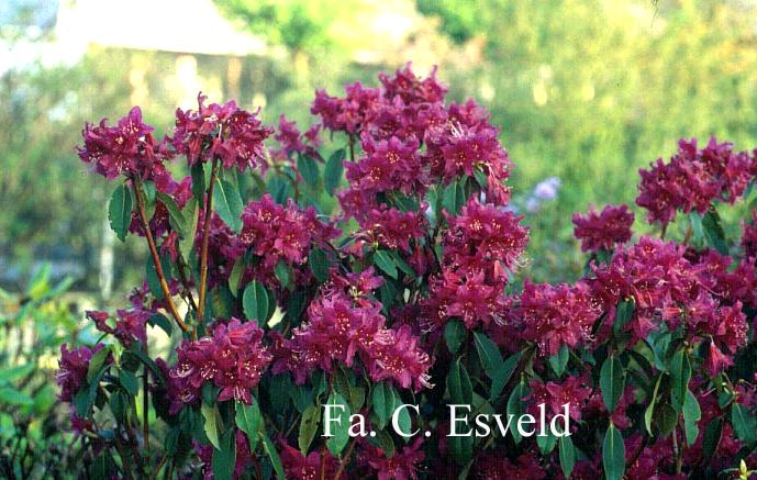 Rhododendron caucasicum 'Pictum'