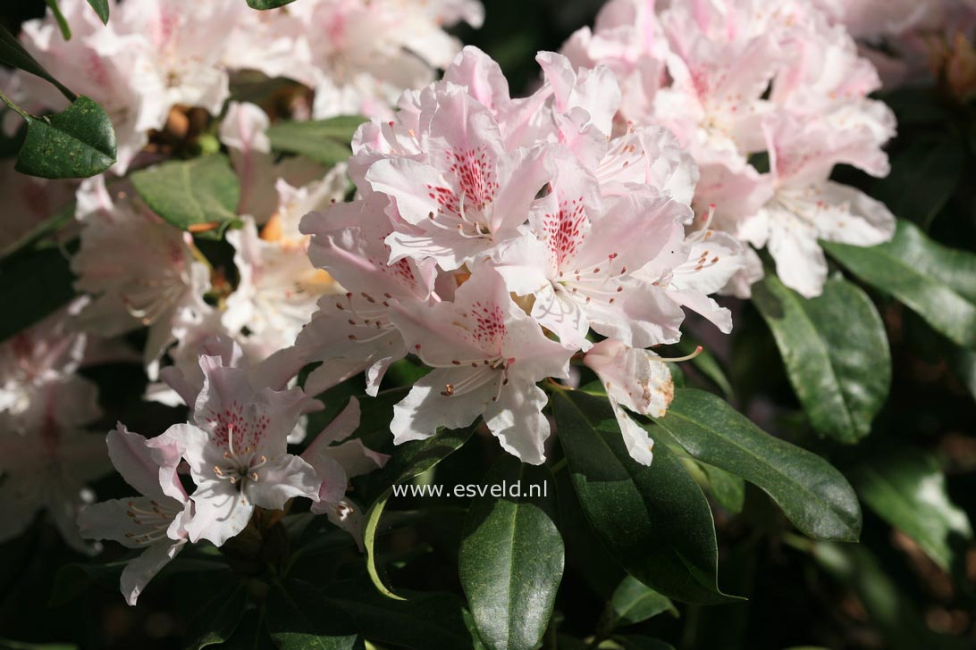 Rhododendron caucasicum