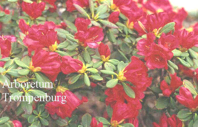 Rhododendron chamaethomsonii