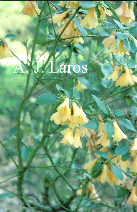 Rhododendron cinnabarinum