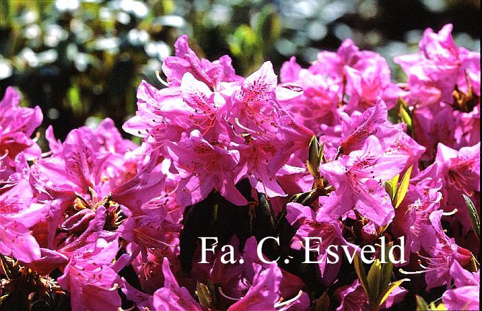 Rhododendron concinnum