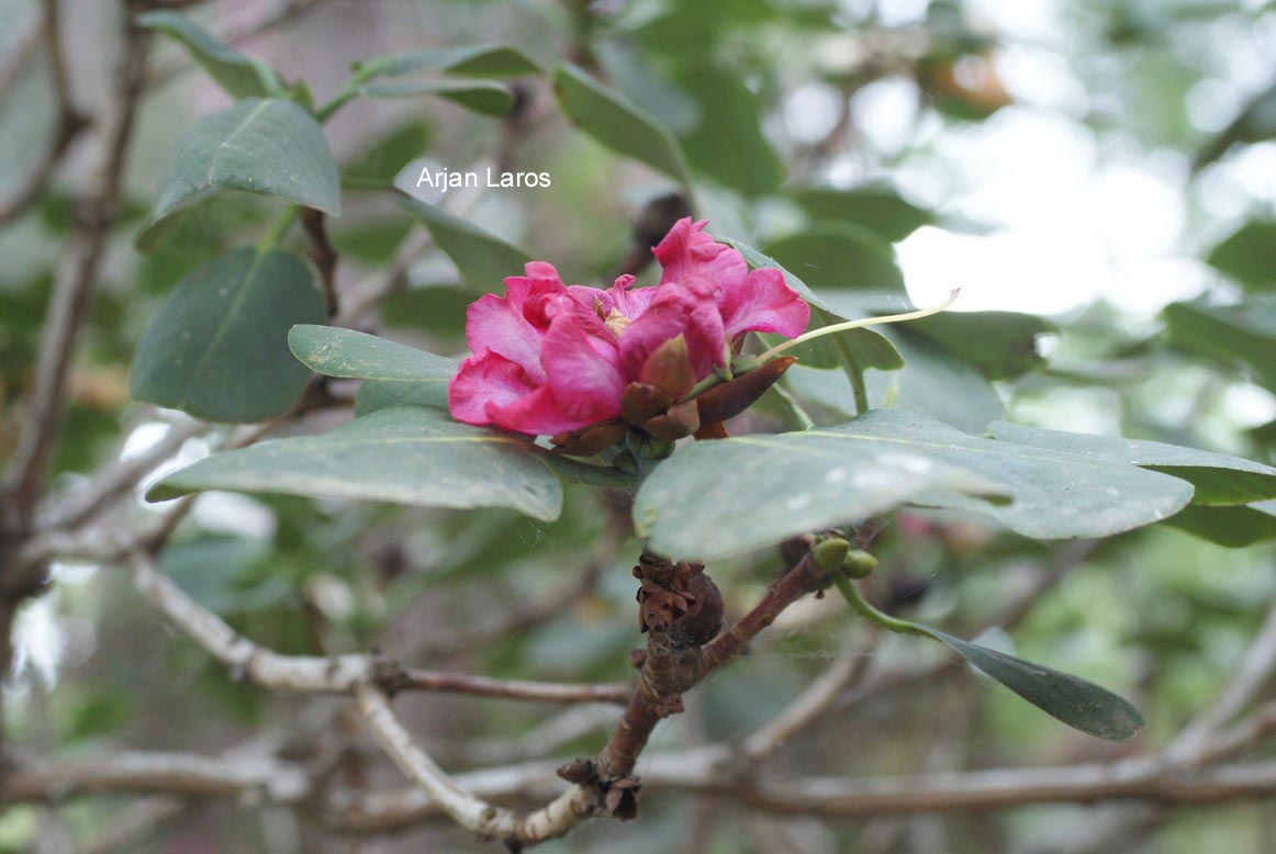 Rhododendron cyanocarpum