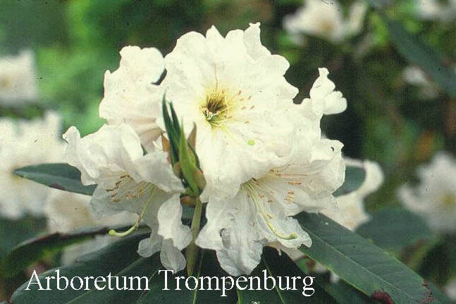 Rhododendron decorum subsp. diaprepes