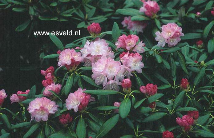 Rhododendron degronianum heptamerum