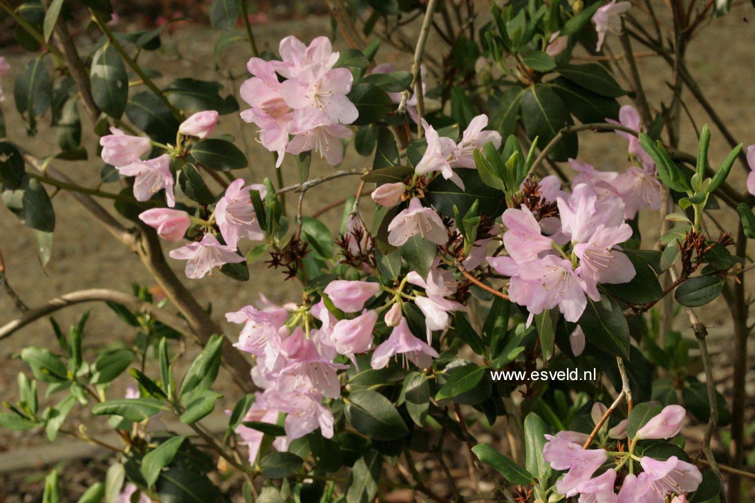 Rhododendron desquamatum
