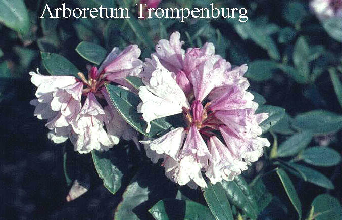 Rhododendron dumicola