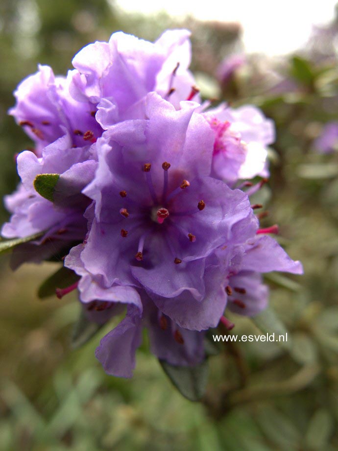 Rhododendron edgarianum