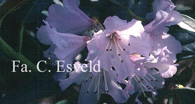 Rhododendron elegantulum