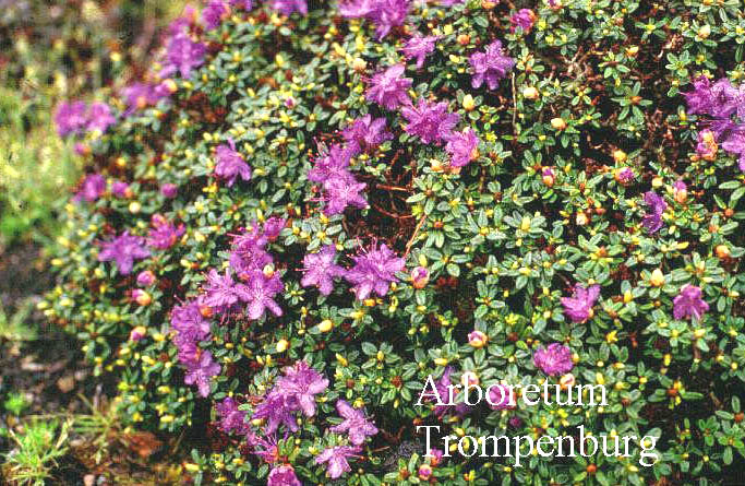 Rhododendron fastigiatum