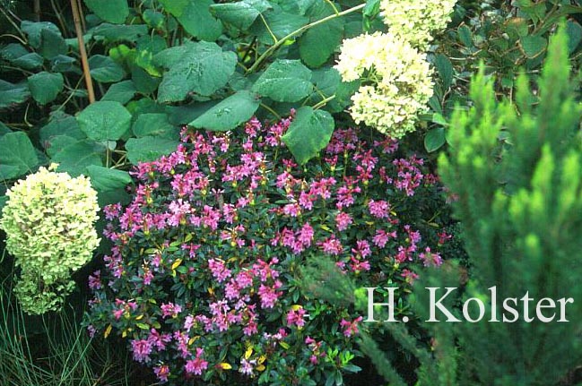 Rhododendron ferrugineum