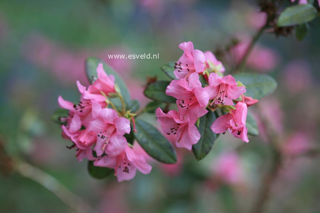 Rhododendron glaucophyllum