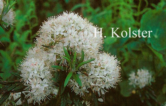 Rhododendron groenlandicum