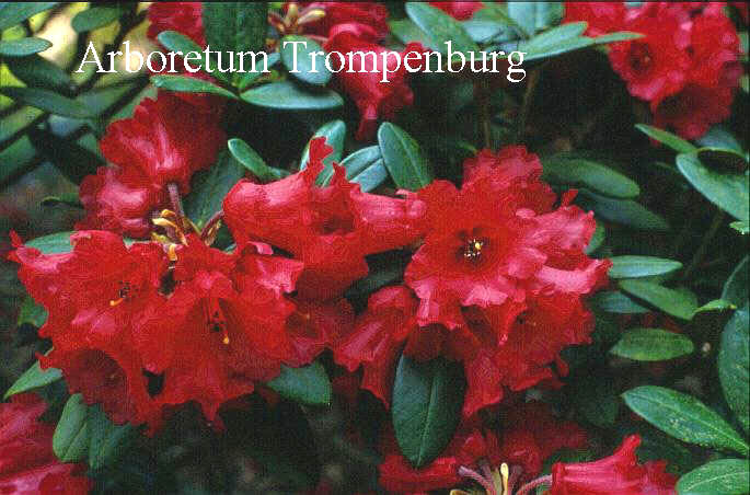Rhododendron haematodes