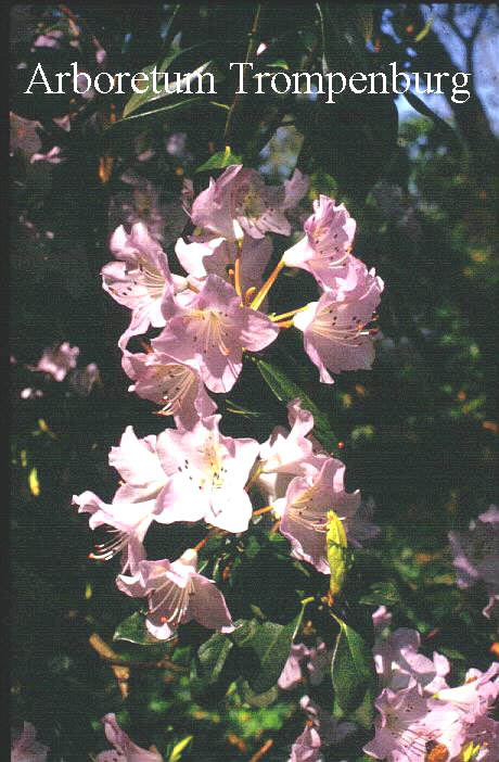 Rhododendron heliolepis