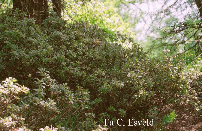 Rhododendron hirsutum