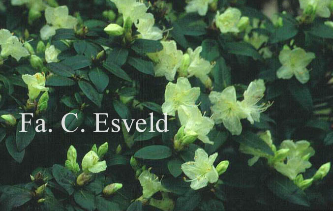 Rhododendron keiskei