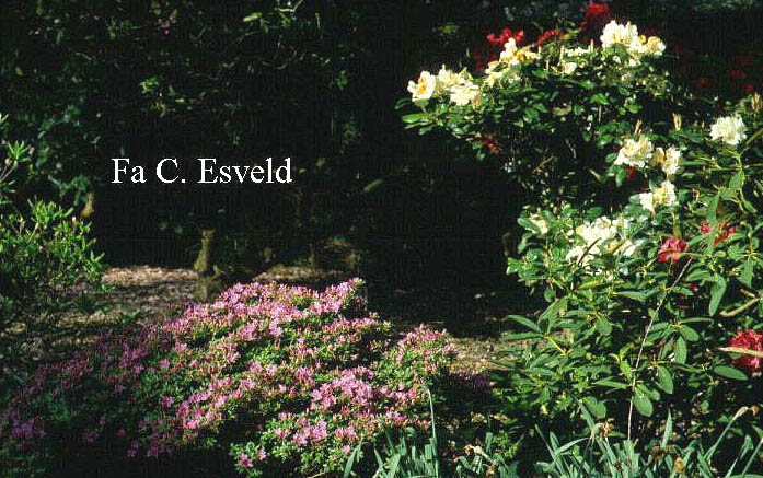 Rhododendron kiusianum 'Best Pink'